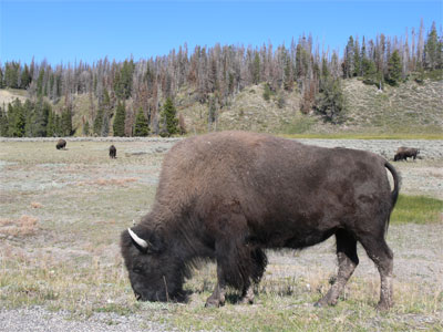Bison in Yellowstone