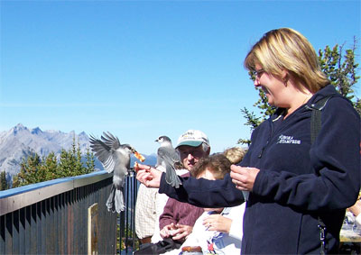 Bird eating our of the hand