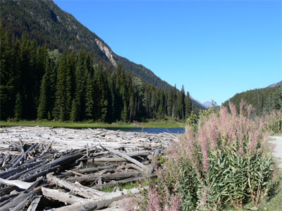 Log jam in river in rocky Mountians 