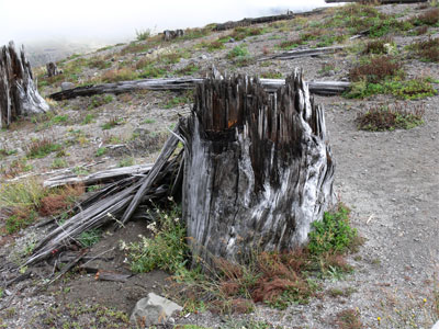 Thousands of stumps of trees snapped off in blast 
