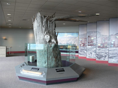 Exhibit of huge tree snapped off horizontally 