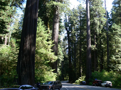 My first visit to a giant Redwood grove on hwy 101 