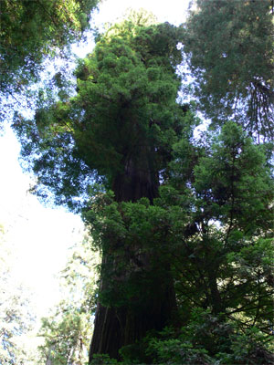 Rising 300' above us, the top of the Redwood 