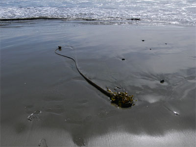 A kelp plant washed up on the beach 