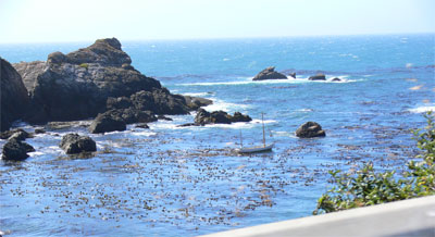 Kelp surrounds a yacht in a coastal bay 
