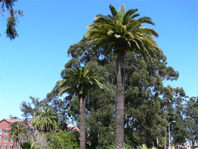Palm trees prove we've arrived in the south 