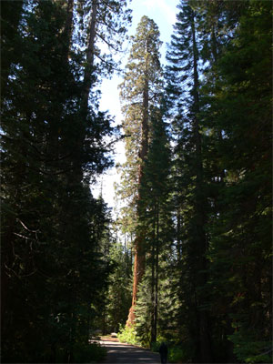 Giant Sequoias, sometimes incorrectly referred to as Giant Redwood trees 