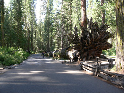 The Fallen Monarch - This tree fell 300 years ago 