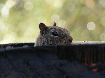 Squirel hidding in redwood stump - They can be very loud 