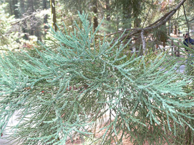 The leaf of the Giant Sequoias