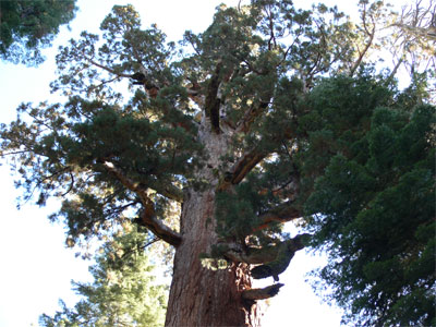 Scarred upper branches of Giant Grizzly 