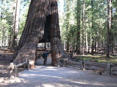 John walks right through a tree 