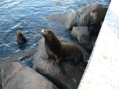 Sea Lions at the Coast Guard pier 