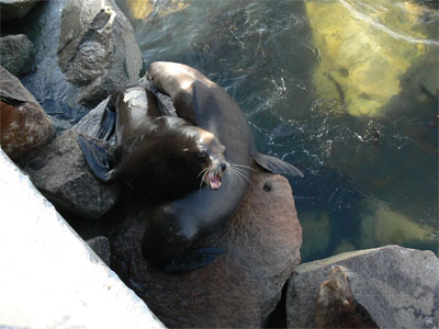 A challenger fights for a spot on a rock 