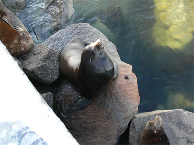 The winner basks on his precious rock 