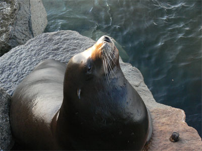 Doesn't he look innocent? 