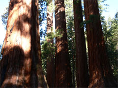 Giant Redwoods in Yosemite National Park
