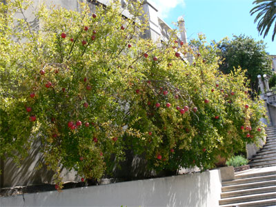 Pomegranite trees