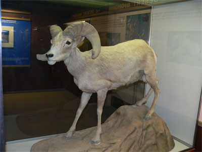 Stuffed Desert Bighorn sheep